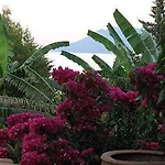 Angelica