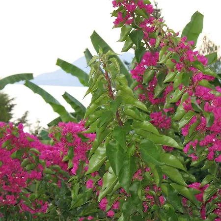 Angelica Epidaurus